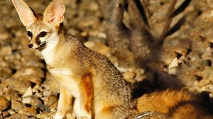 Watch: rare endangered fox species seen for third time in 22 years, in Al Ain | The National