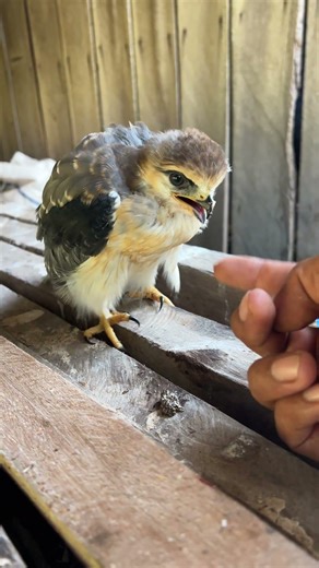 hawk sounds to scare birds😱🦅#shorts #birds #hawk #wildlife #animals #eagle #nature #wildlife