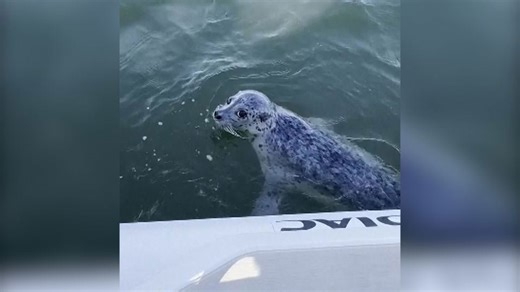 Seal jumps on boat to escape killer whales