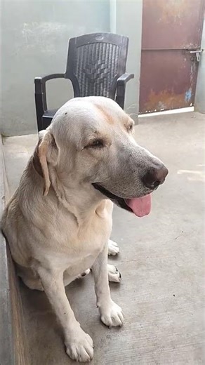 Labrador male dog #viral #dog #pluto #animals