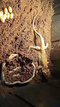 Bearded Dragon laying eggs #beardeddragon #reptiles