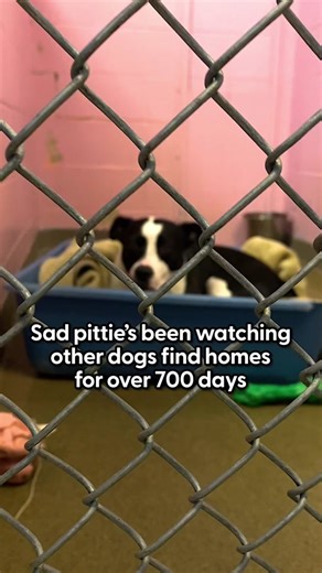 Dog-friendly, kid-friendly pittie has been in the shelter for more than 700 days only because he's a pit bull ❤️‍🩹 Our producer Mateo found out that Hashbrown lives near communities that don’t allow pit bulls — so he’s hoping this video will finally help him find his forever family! We are celebrating #PittieAwarenessMonth by highlighting some our favorite pitties and their parents ❤️ To learn about more adoptables follow @Susan Gail Taylor