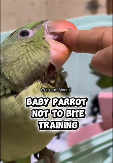 Effective Baby Parrot Biting Training Tips