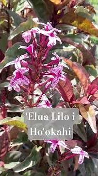 ʻElua Lilo i Hoʻokahi (Hana ʻia e P Alf Kaw) #ʻEluaLiloiHoʻokahi