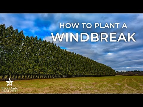 How to Plant a Wind Break