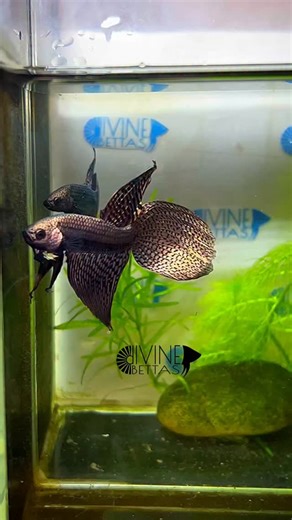 3.2K views · 415 reactions | Alien Copper veil tail bettas...made@ Divine Bettas | Divine Bettas | Facebook
