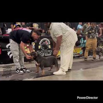 Two Bully dogs showing in the ring