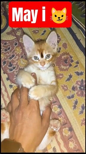 Danger: Cutest Attack in Progress! ⚠️🐱 #Shorts #funnypets #funnyanimals