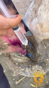 Atencion de absceso “aguadura” #MvzAndreaMendoza | Los Jaripeos