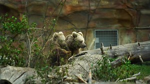 Download Himalayan Brown Bear in zoo for free