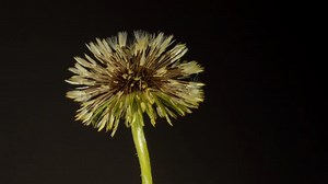 Dandelion, Bloom, To Flourish. Free Stock Video