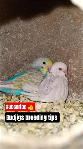 Budjigs breeding tips #shortvideo #shorts #birds #viral