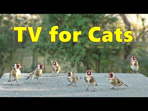 Cat TV 4K : Birds for Cats Bedlam