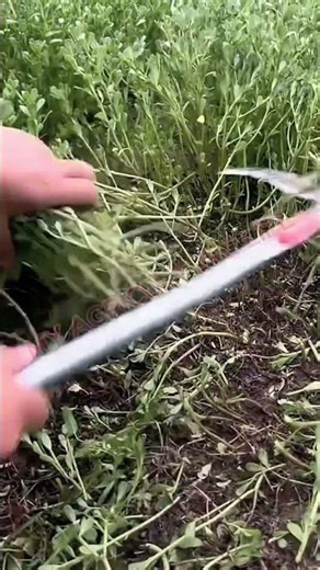 Fast Manual Grass Cutting Technique 🌾🔪 #MyAgricultureLife #GrassCutter #AgricultureTools