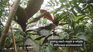 10K views · 772 reactions | Step into the most biodiverse corner on earth as we go behind the scenes into the wonders of our Tropical Nursery  | Kew Gardens | Facebook