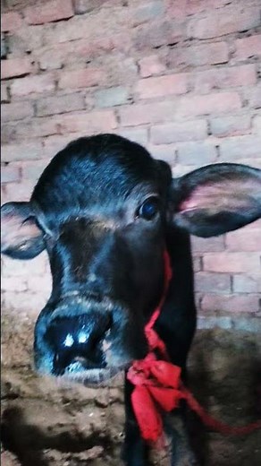 The Buffalo Rescue Operation That Changed Conservation Forever #kumarsir