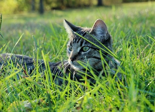 Everything You Need to Know About Cats and Ticks