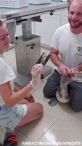 38M views · 796 reactions | PELICAN SWALLOWS CELL PHONE: A cell phone...