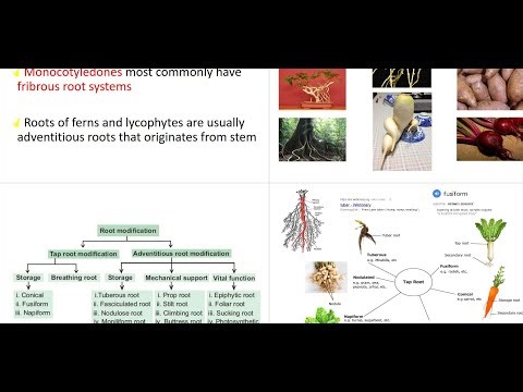Botany: Plant Root Functions, Structure, Morphology, and Modification