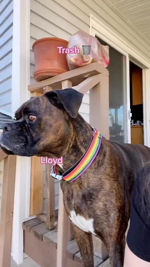 #justbea #ledollarbean pls suggest names for my pimple in the comments💛🐝