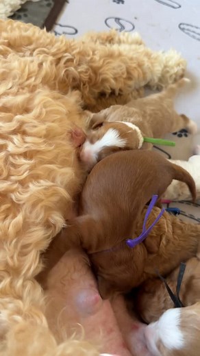 1.1K views · 36 reactions | #MiniBernedoodles #BernedoodlePuppies #PuppyReel #PuppyHumor #PuppyChaos #MilkDrunk #NewbornPuppies #DoodleBabies #DoodlesWithPurpose #FunnyDogs #PetReels #DogMomLife | Doodles with Purpose | Facebook