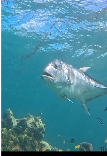 Giant Trevally: Encounters with Powerful Fish