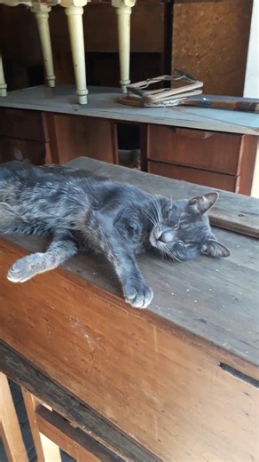 Sky the mouse catcher