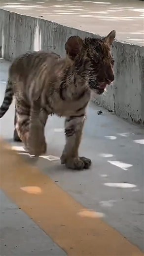 😨😨😨tigercub take a bath and running zoo track ‼️ #cu... #tiger #tigercub | Amy Graham