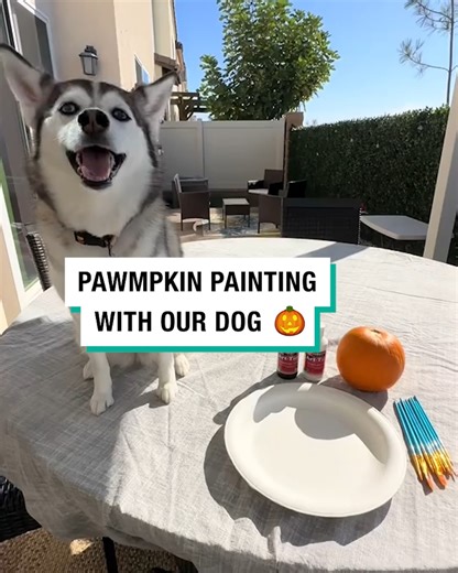 20K views · 234 reactions | A fun and creative way to bond with your pup this Halloween!  | Furry Tails | Facebook