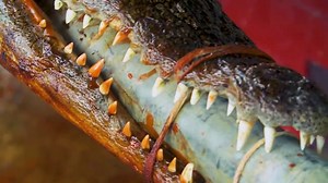 Crocodile Lechon - The most OUTRAGEOUS food in the Philippines!