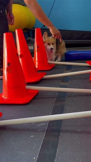 🐶 紀錄柯基犬生活點滴_2089🐾Recording the life of Corgis #shorts #corgis #corgiworld #corgilovers #corgipuppy