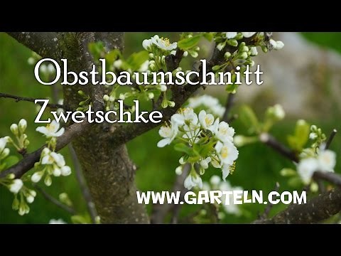 Obstbaumschnitt für Zwetschke im Jänner und Februar