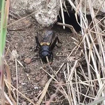 Zirpen der Grille | Insekten Laute