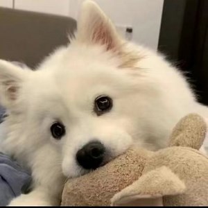 Twitter Web Viewer & Trend Analyzer & Downloader