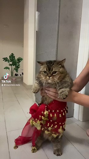 Festive Fluffy Cat in Adorable Outfit