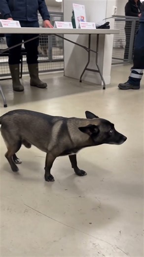 Rescue dog meets potential adopter at shelter event
