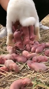 260K views · 1.2K reactions | Zomo da yaya 100 kai  #reelschallengereelschallenge #rellsfacebook #viralvideochallenge #viralreelschallenge2024viralreelschallenge #viralchallenge | Umar Mazad Isah | Facebook