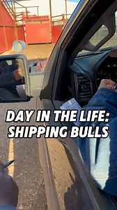 14K views · 250 reactions | It feels good to get these bulls sold and shipped to their new homes load them up and head them out. | Tucker Brown RAB | Facebook