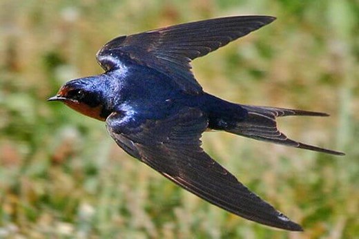 Cómo es la golondrina | Características de la golondrina común |