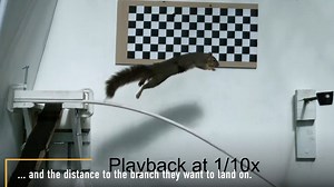 2.1K views · 66 reactions | In a new study, researchers tested how squirrels stick the landing when leaping between branches. The scientists plan to use this data to design the world’s first robot with squirrel-like capabilities.  Get more on this story from Live Science  https://trib.al/2Z89SnW | LiveScience | Facebook