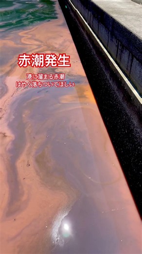 天草にも赤潮が発生。すごい色だし匂いもきつい。はやく落ちついてほしい。#天草の海#赤潮