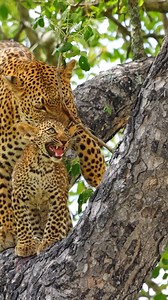 Clearly, this baby leopard feels he's outgrown his mommy's help. He voices his independence loudly when she attempts to help him climb a tree, letting her know he can do it himself. | Cute Tings