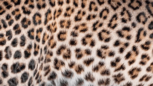 Why do animals have spots and stripes?