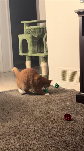 Exploring Orange Cat Behavior