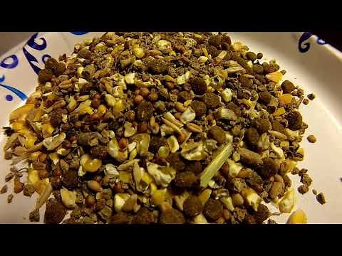 what we feed our Chukars