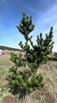 Pinus nigra ‘Oregon Green’ Austrian Pine Tree #pinetrees #conifers #coneheads