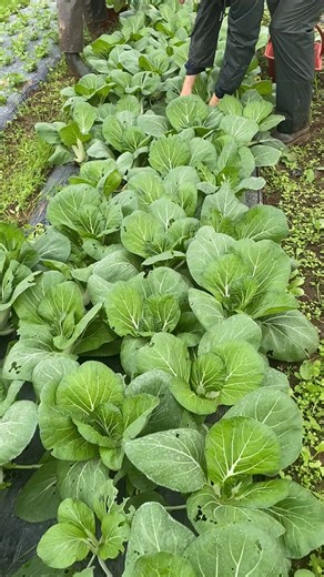 2.3K views · 15 reactions | 塞 Les bienfaits du chou pakchoï  Le...