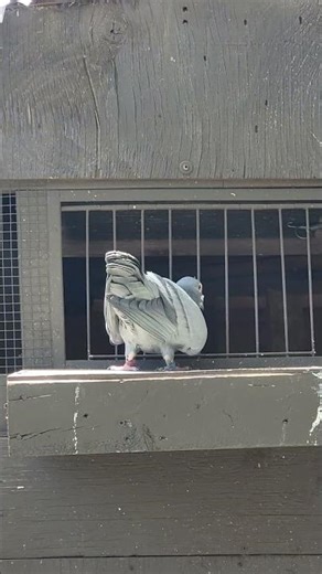 Returning from training | #RacingPigeon | #Homer | #Kabutar