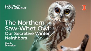 The Northern Saw-Whet Owl: Our Secretive Winter Neighbors