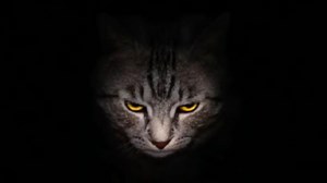 Evil Kitty | Know Your Meme